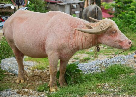 Albino Water buffalo isolated in the marketの写真素材