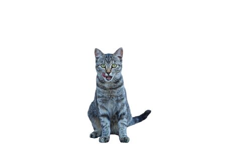 tabby kitten vintage portraitの写真素材