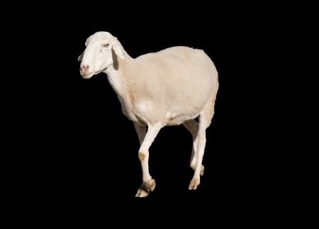 Sheepの写真素材