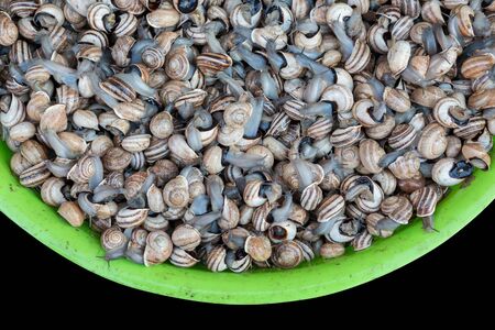 snails for saleの写真素材