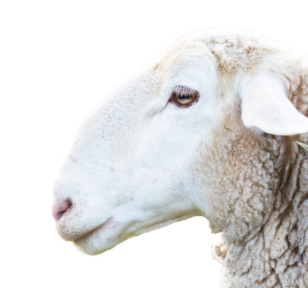 Sheep headの写真素材