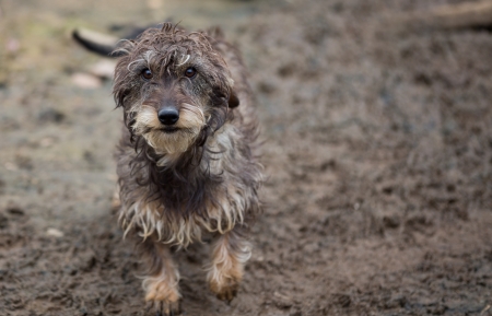 Dachshund closeupの写真素材