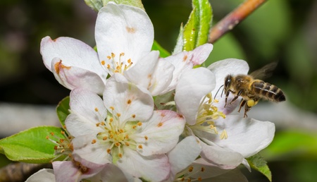 bee flyingの写真素材