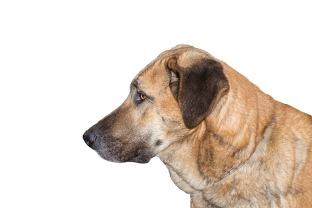 Sheepdogの写真素材