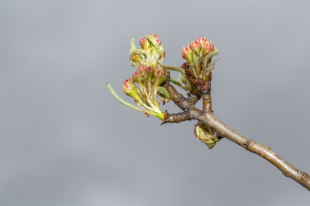 Eearly stage of appleの写真素材