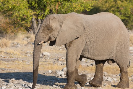 walking elephant in the savannah in kenya masai maraの写真素材