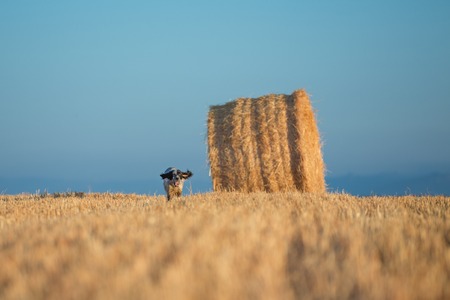 Front view of black dotted setter purpurebred dog running over cultivated wheat field andの写真素材