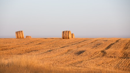 Cultivated wheat field and straw rollsの写真素材