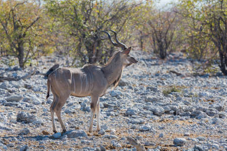 Side view of kudu antelope maleの写真素材