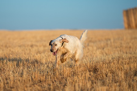 Front view of brown dotted setter purpurebred dog running over cultivated wheat fieldの写真素材