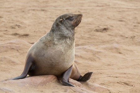 Sea lion over rockの写真素材