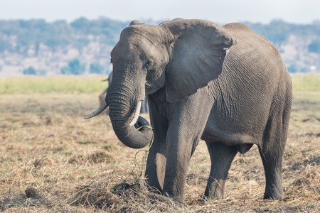 Side view of elephant eating in Chobe national park