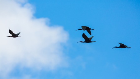 Group of glossy ibis (plegadis falcinellus) flying, backlitの写真素材