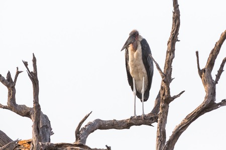 Front view of Marabou standing over dead treeの写真素材