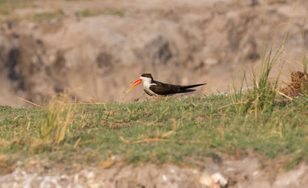Side view of African Skimmer (Rynchops flavirostris) in Chobe National Park, Botswanaの写真素材