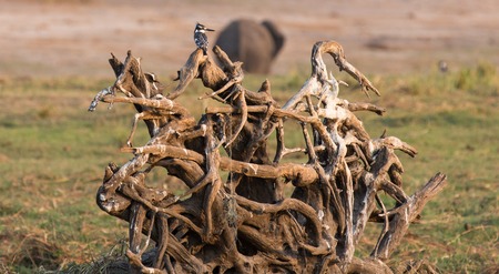 Pied kingfisher sharing standing over branchesの写真素材
