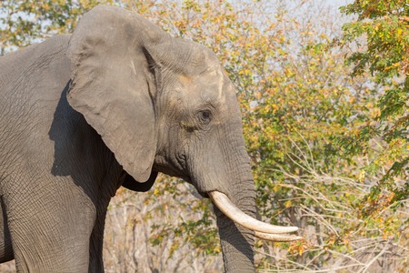 Side view of elephant head in alertの写真素材