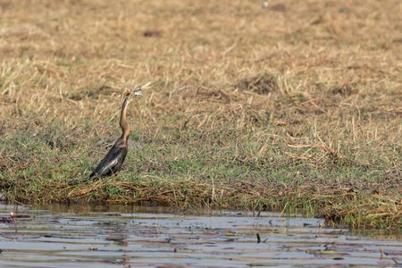 Side view of African Darter (Anhinga rufa) with fish in beak