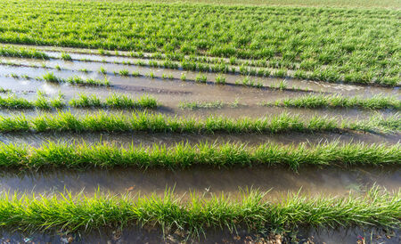 View of tiger nut plantation during irrigation timeの写真素材