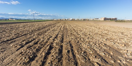 Ultra wide angle view of cultivated ripe onion on fieldの写真素材