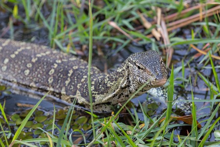 Closeup of Monitor Lizard in Chobe National Park, Botswana. Focus on Headの写真素材