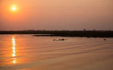Group of Hippos at sunset in Chobe National Parkの写真素材
