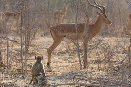 Chacma Baboon (Papio ursinus) baby over rock looking at camera with impalaの写真素材