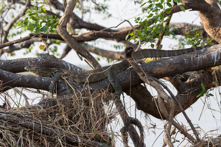 Entire view of camouflaged Monitor Lizard hidden over treeの写真素材