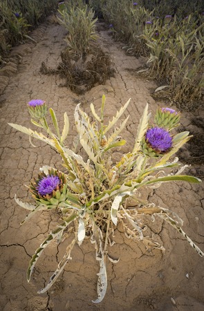 Ultra wide angle view of artichoke flower on plantationの写真素材