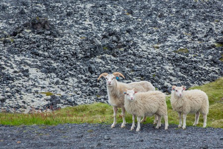 Three curious lambs looking at camera in Iceland over lava backgroundの写真素材