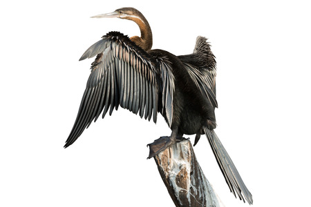African Darter on white  clipping path の写真素材