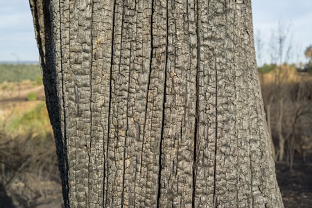 Tree trunk surfaceの写真素材
