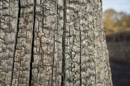 Tree trunk texture