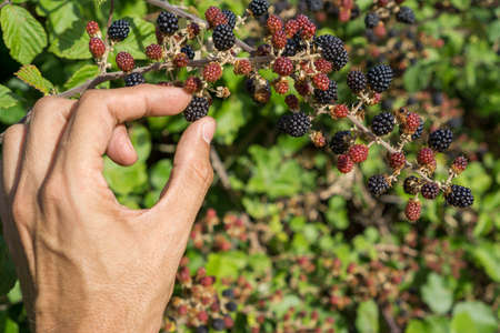 Hand and Bunch of blackberriesの写真素材