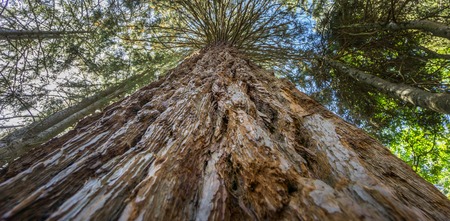 Sequoiaの写真素材