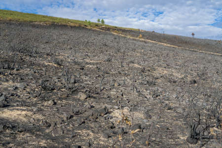 After the Fire bushの写真素材