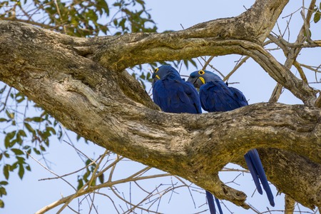 Blue Macaw in Pantanalの写真素材