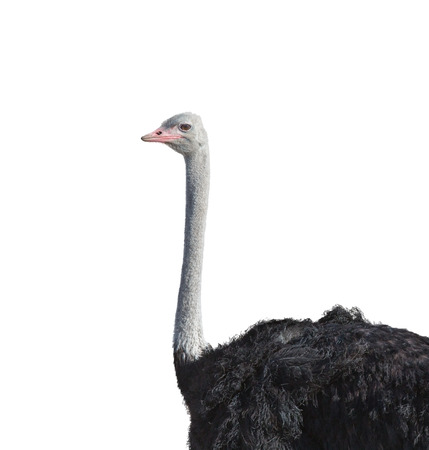 Detailed view of ostrichの写真素材
