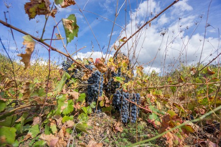 Neglected Vineyard over blue sky. Ripe grapes in fall.の写真素材