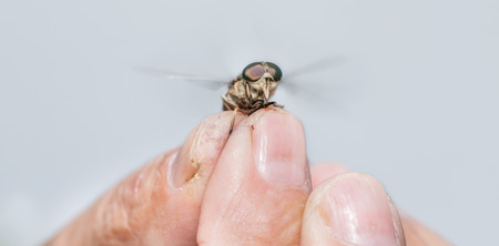 Old man hand holding a horsefly trying to fly, closeupの写真素材