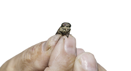 Old man hand holding a horsefly, closeupの写真素材