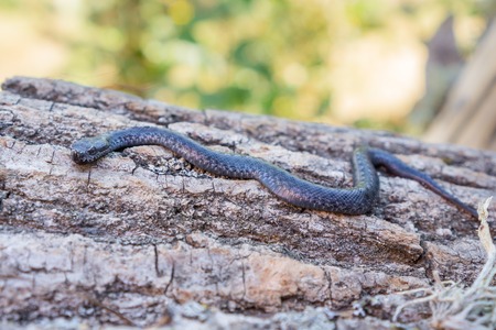 Side view of Viper snake baby over trunk, Vipera latasteiの写真素材