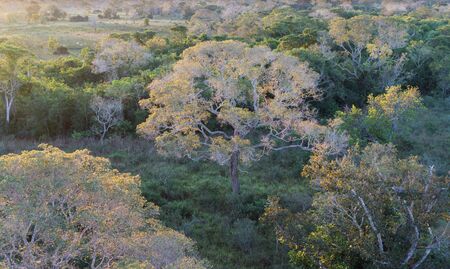 Brazilian pantanal forest at sunsetの写真素材