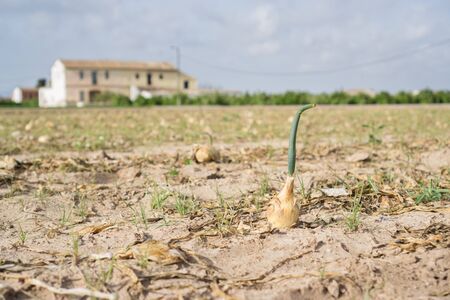 Onion plantation field and farm after harvestの写真素材
