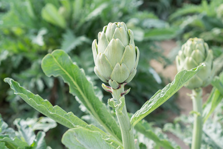Artichoke field (Cynara cardunculus, Cynara scolymus)の写真素材