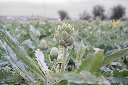 Artichoke field closeup (Cynara cardunculus, Cynara scolymus)の写真素材
