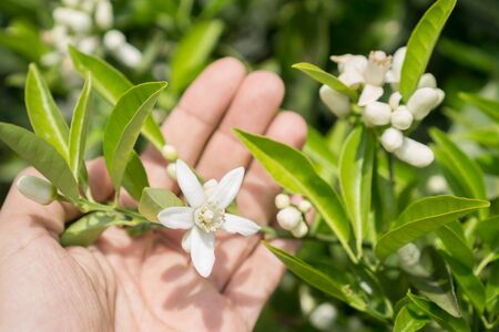 Orange tree flower and handの写真素材