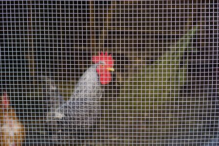 Shallow depth of field, blurred cockerel against grilleの写真素材