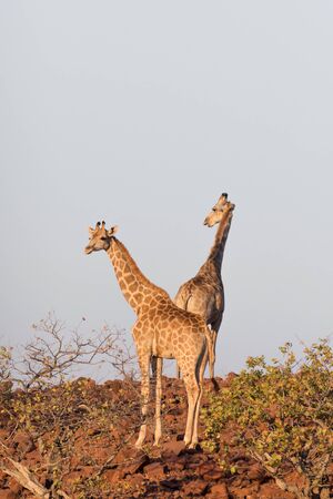 Giraffes standing over stone background in Namibの写真素材