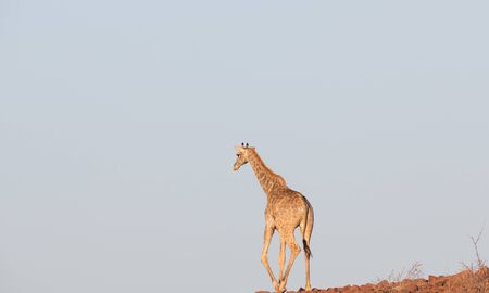 Rear view of giraffe against sky and stone groundの写真素材